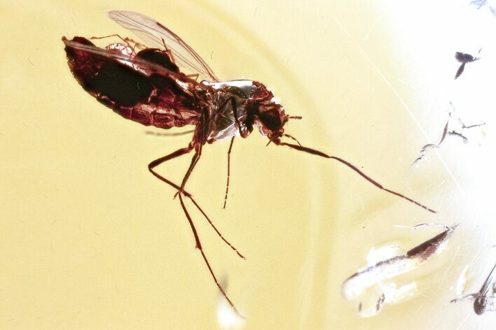 True Midge (Chironomidae) w/ Attached Parasitic Mites in Baltic Amber #325445